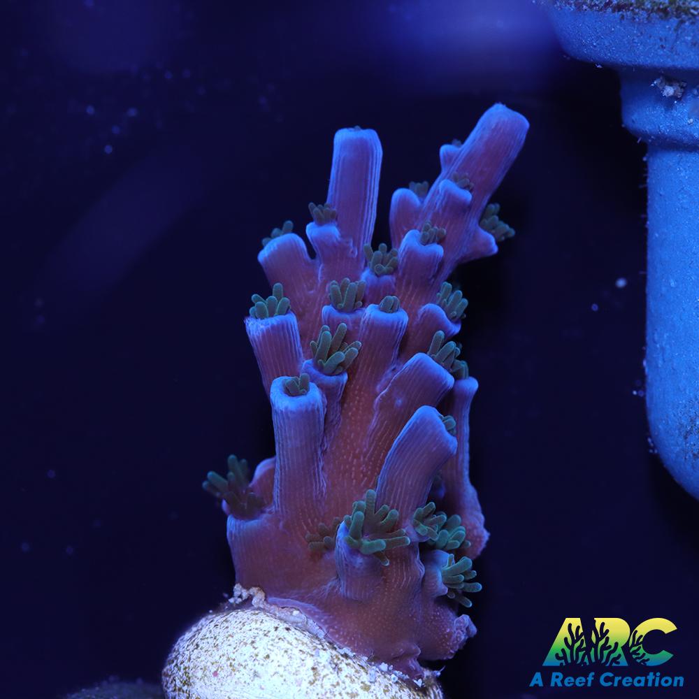 ARC Blueberry Echinata