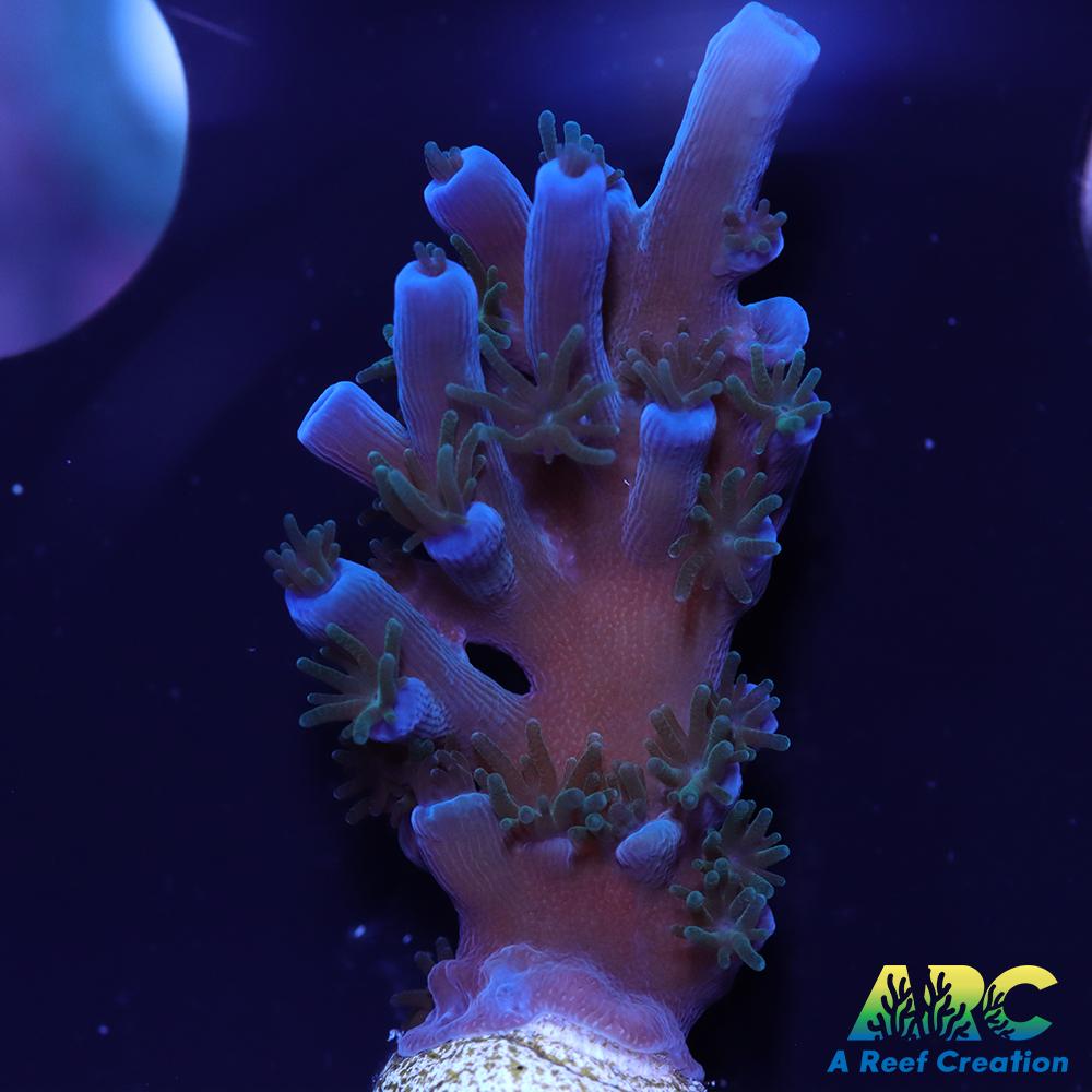 ARC Blueberry Echinata