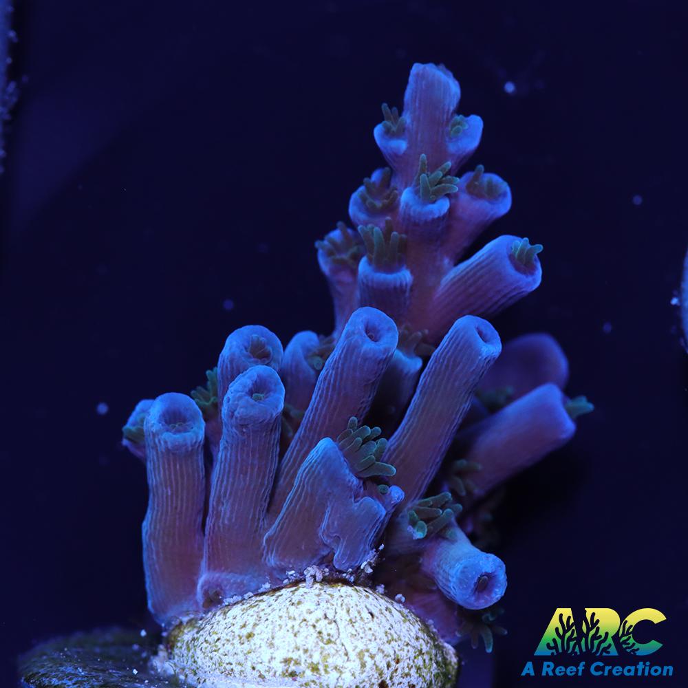 ARC Blueberry Echinata