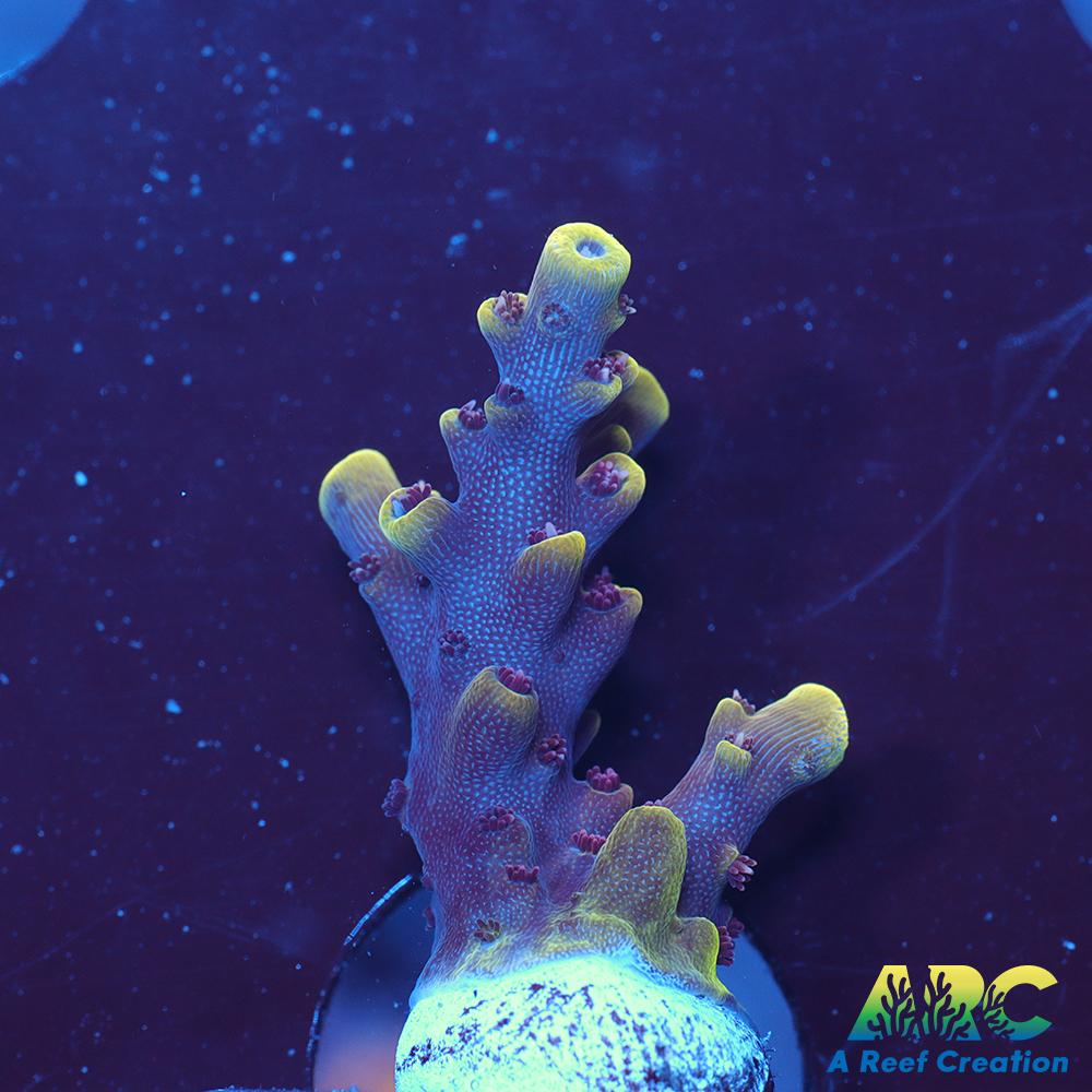 WWC Terra Red Acro