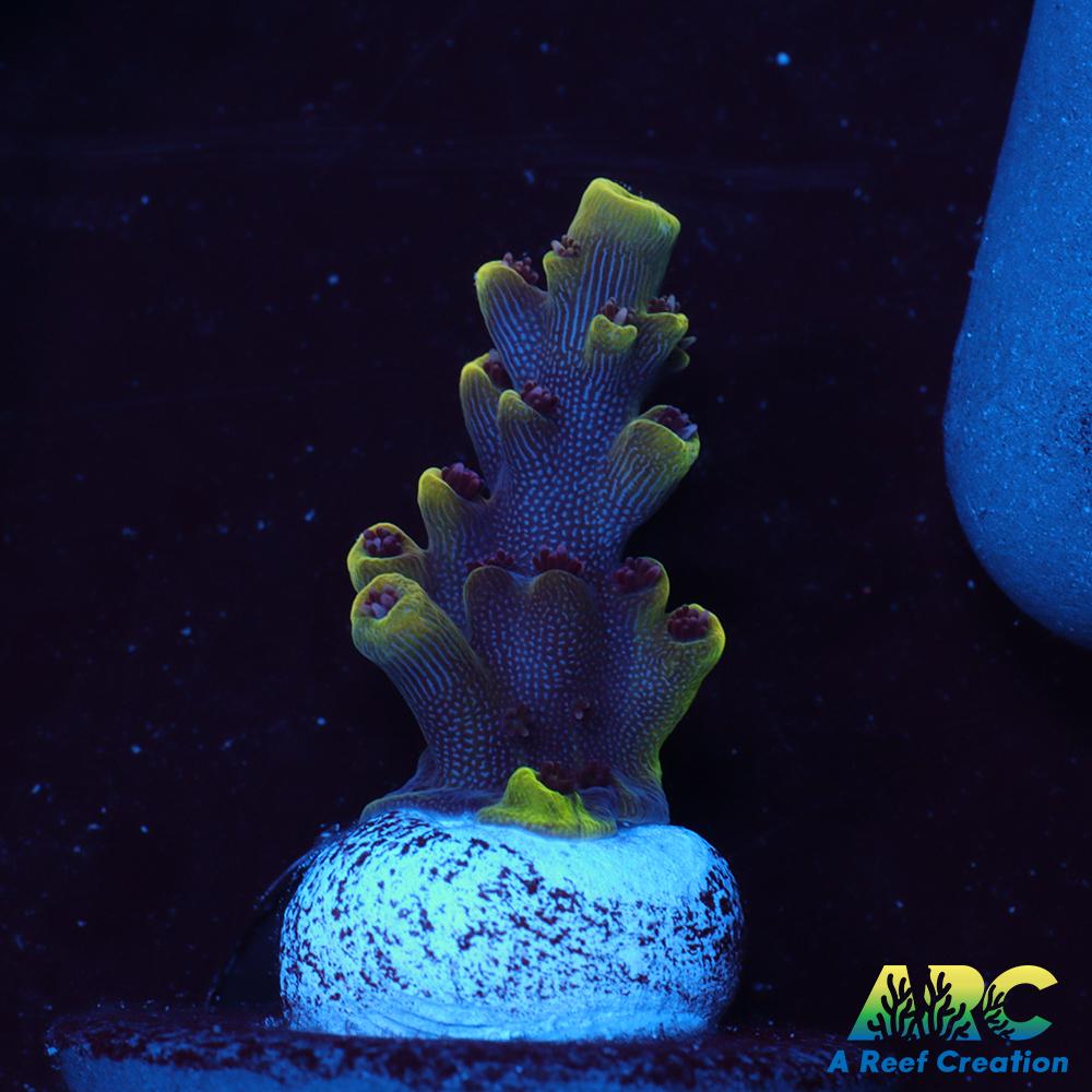 WWC Terra Red Acro