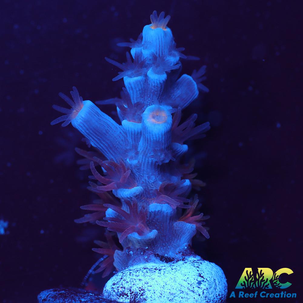 ARC Blue Birds Tenuis