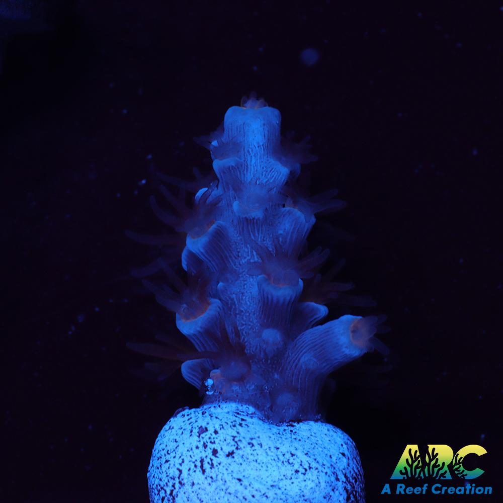 ARC Blue Birds Tenuis