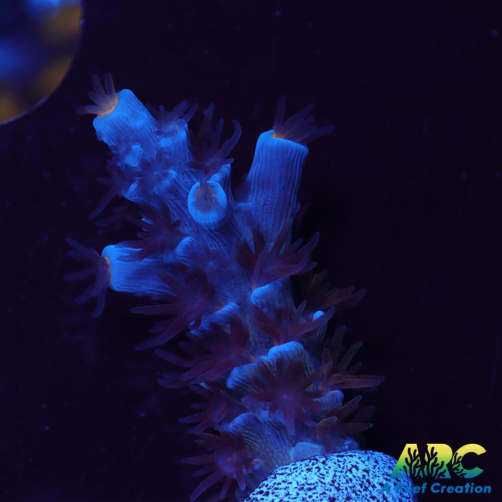 ARC Blue Birds Tenuis