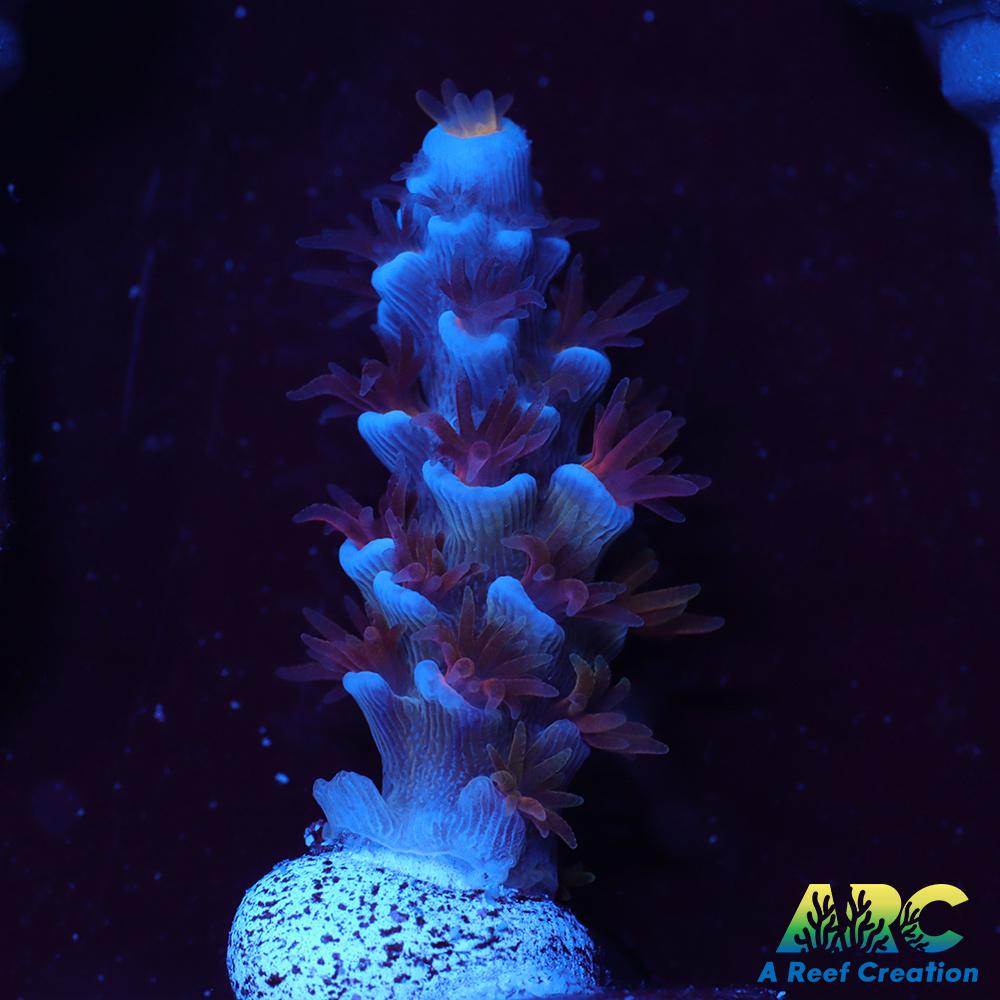 ARC Blue Birds Tenuis