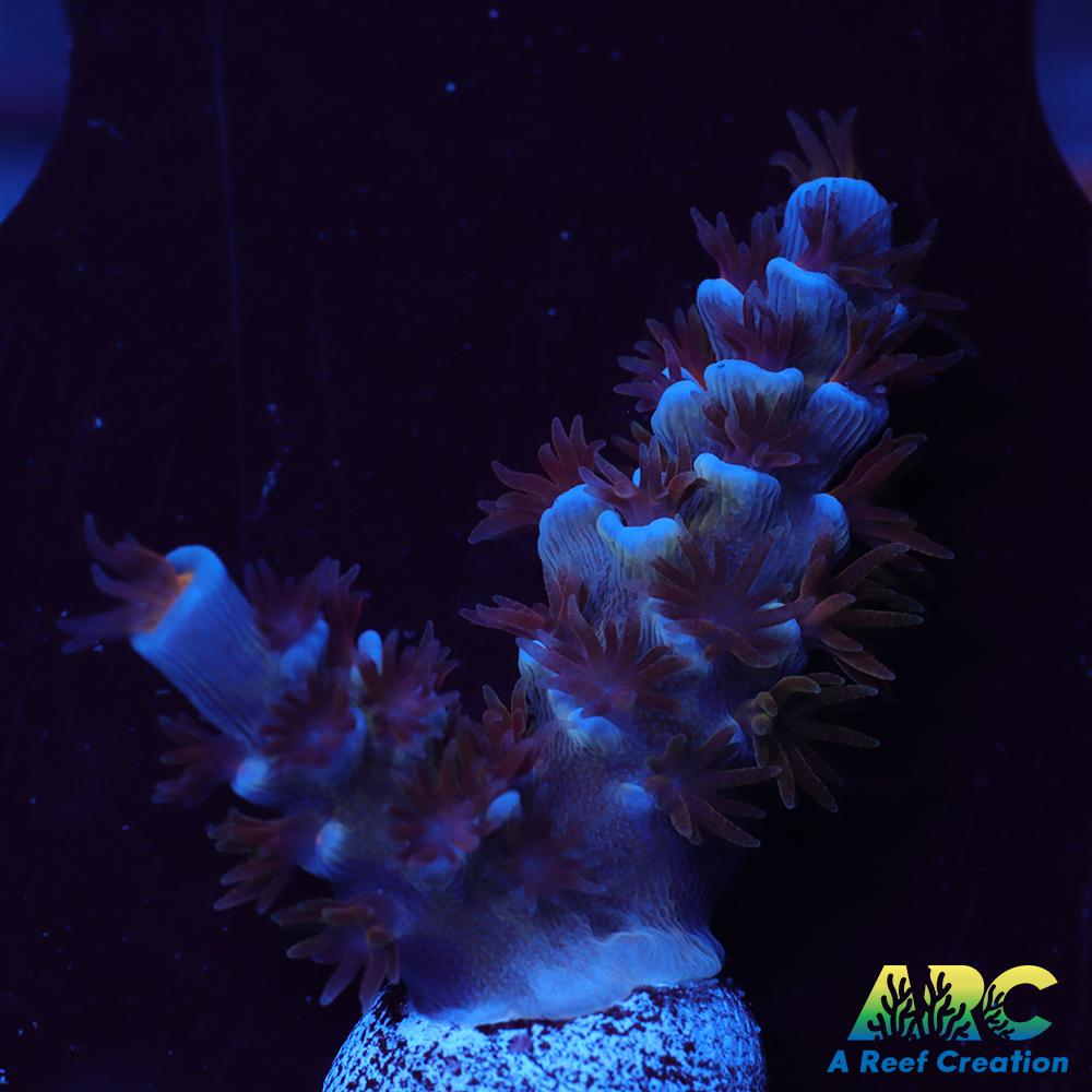 ARC Blue Birds Tenuis