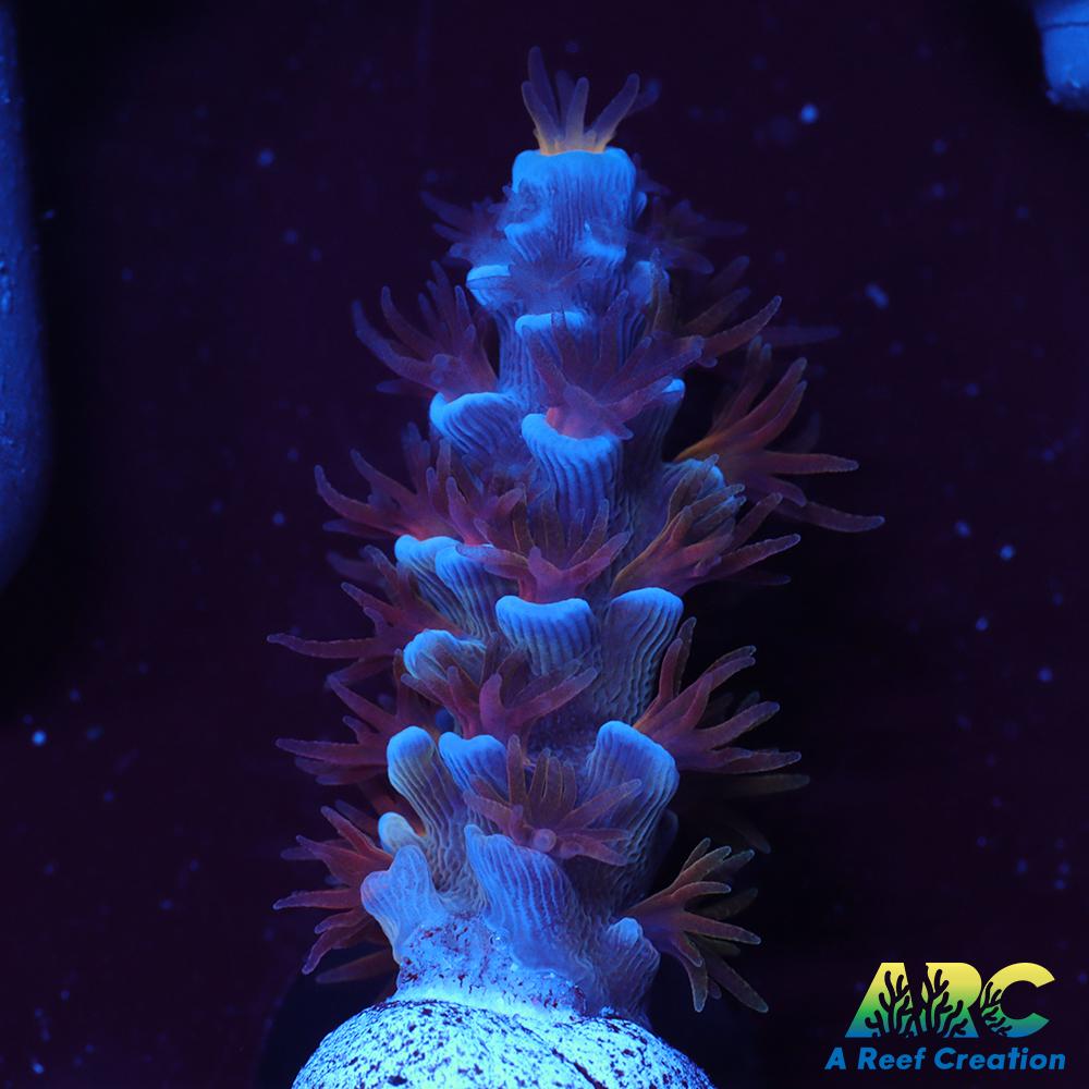 ARC Blue Birds Tenuis