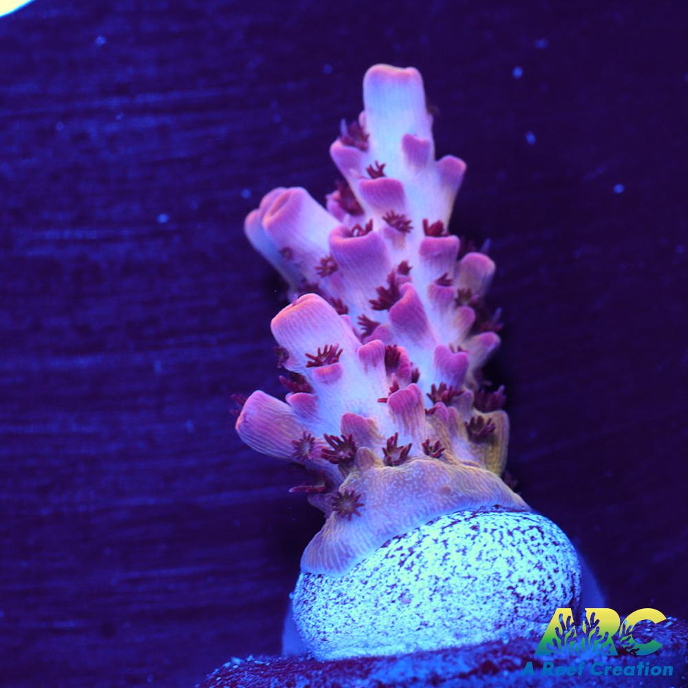 ARC Cotton Candy Acro