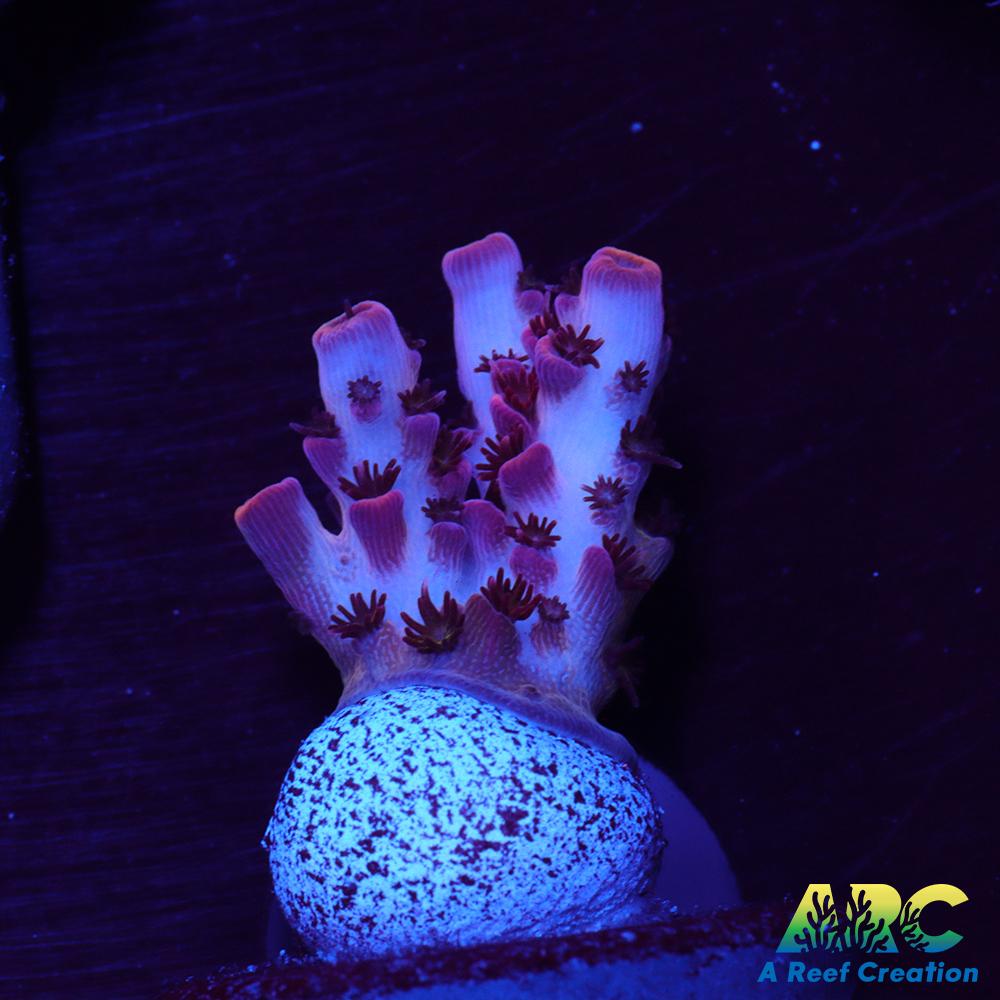 ARC Cotton Candy Acro