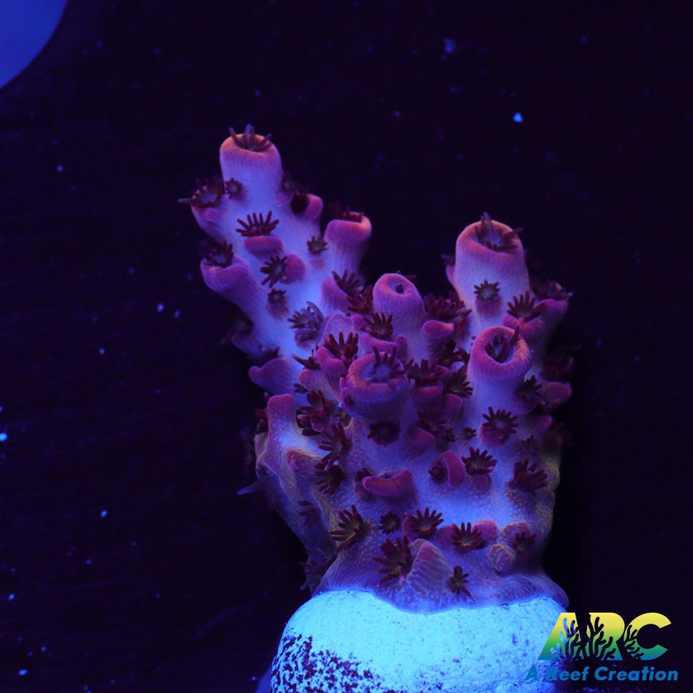 ARC Cotton Candy Acro