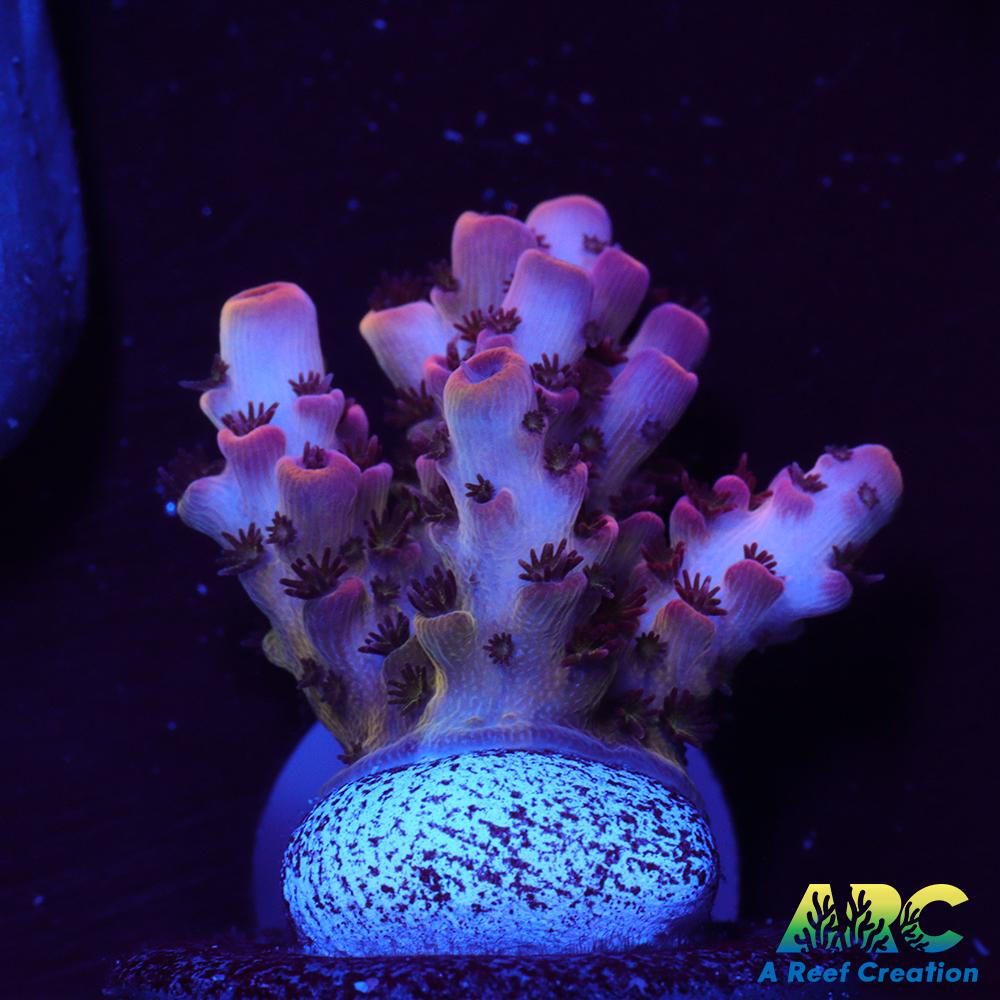 ARC Cotton Candy Acro