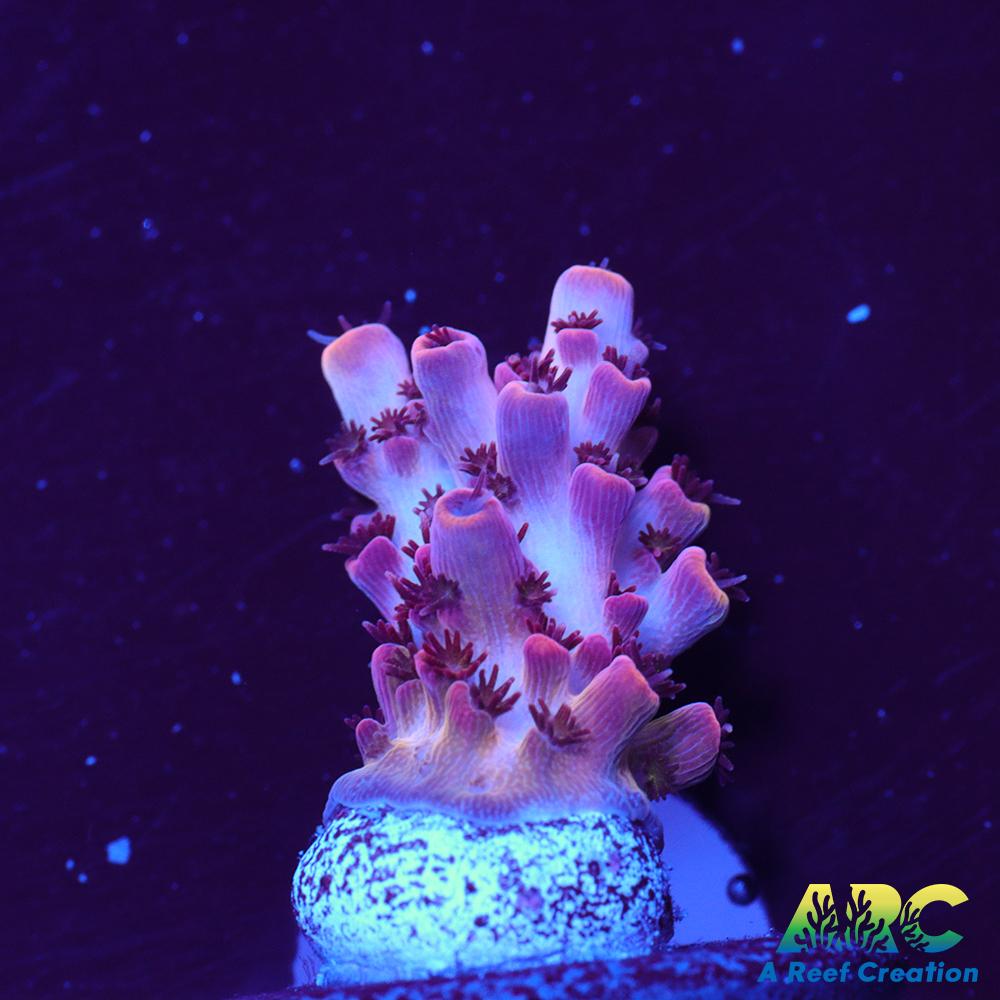 ARC Cotton Candy Acro