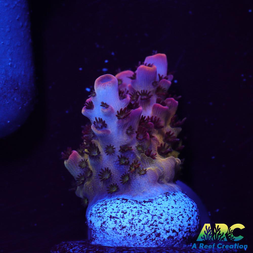 ARC Cotton Candy Acro