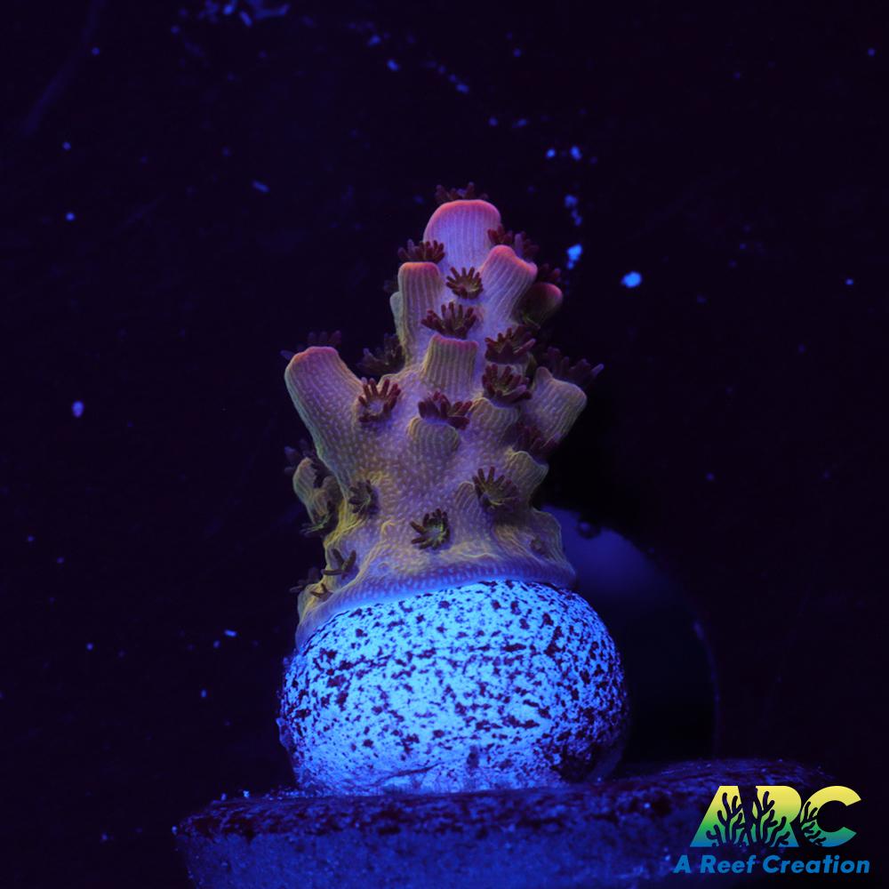 ARC Cotton Candy Acro