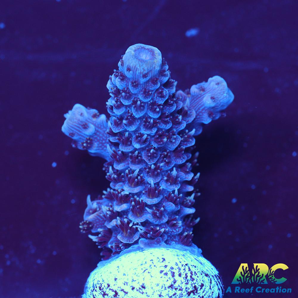 ARC Blue and Pink Spath