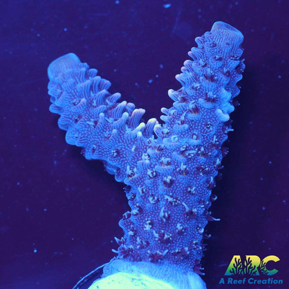 ARC Blue and Pink Spath