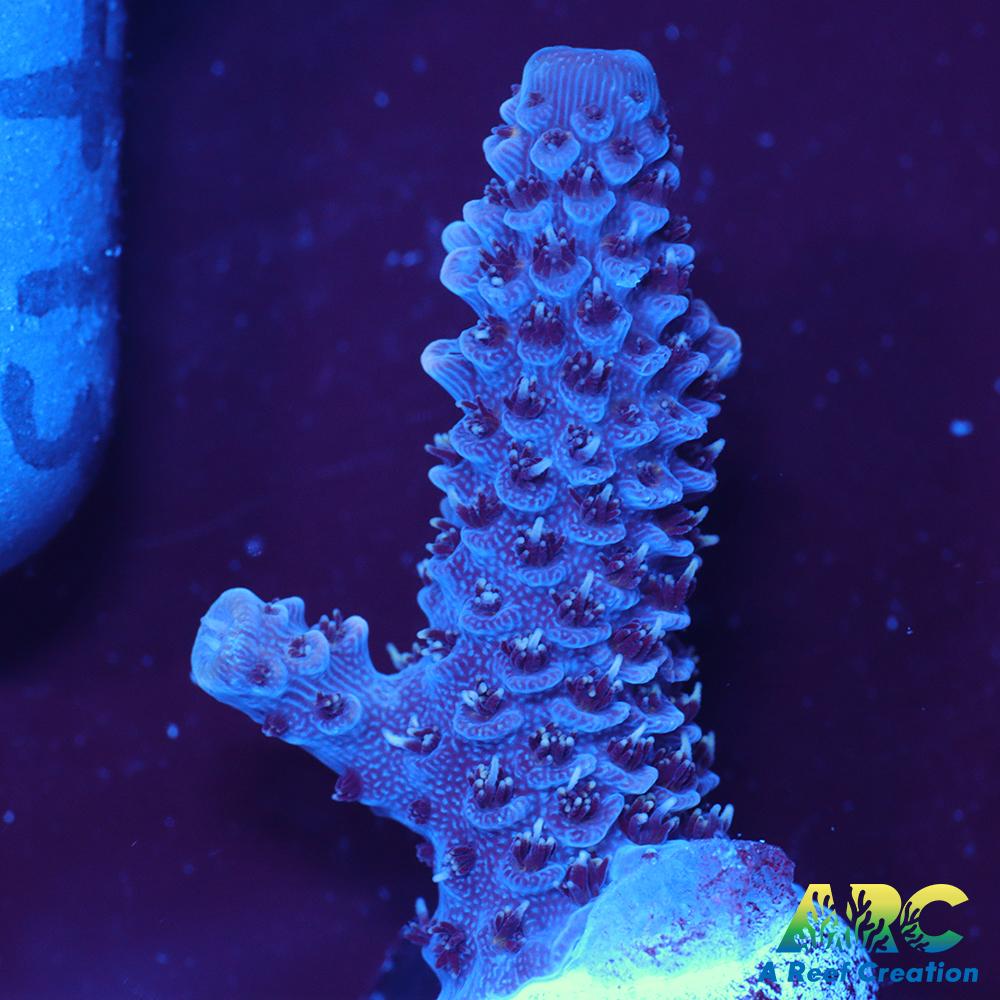 ARC Blue and Pink Spath