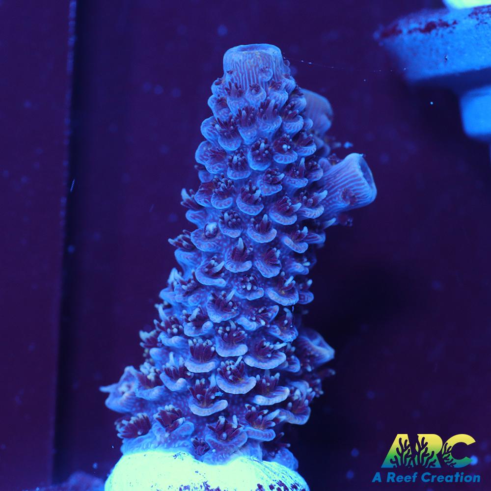 ARC Blue and Pink Spath