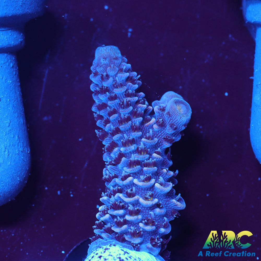 ARC Blue and Pink Spath