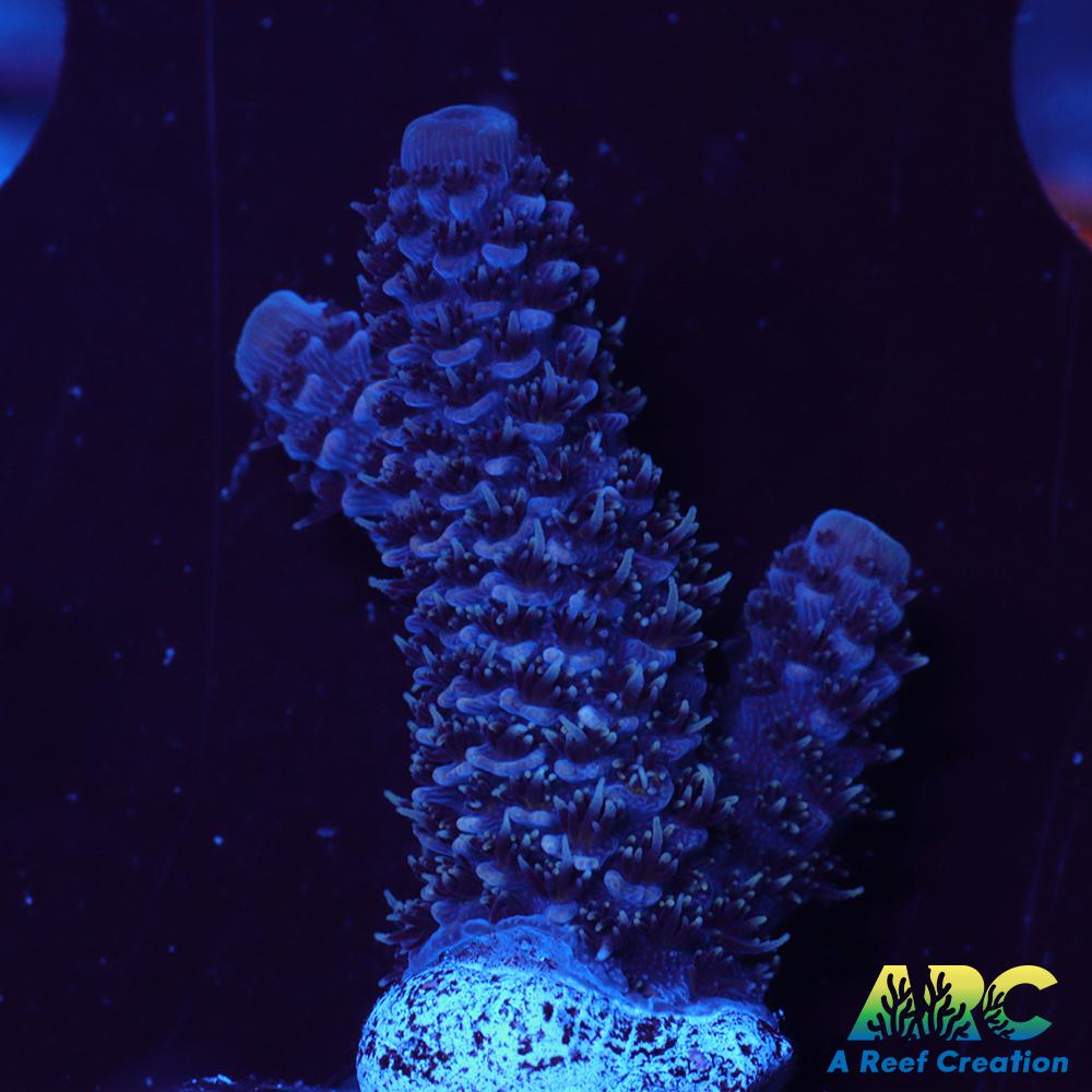 ARC Blue and Pink Spath