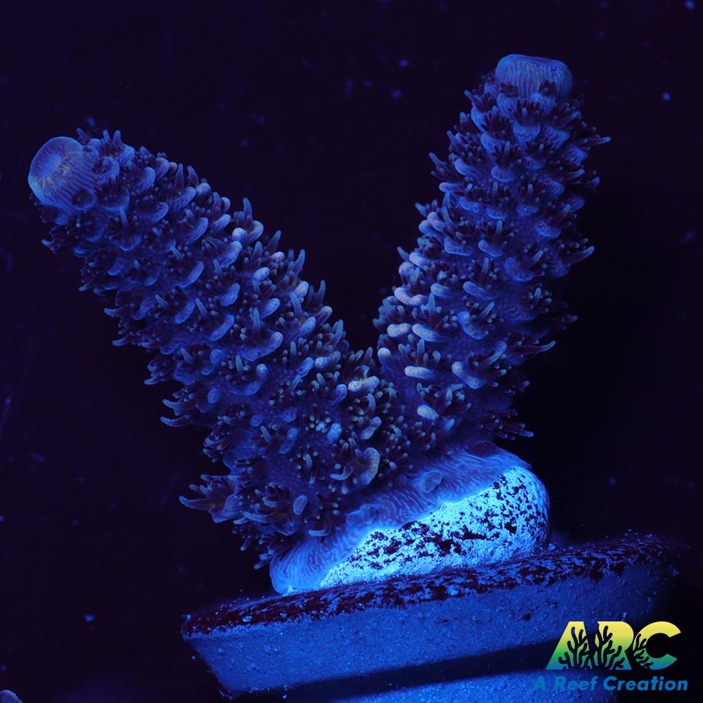 ARC Blue and Pink Spath