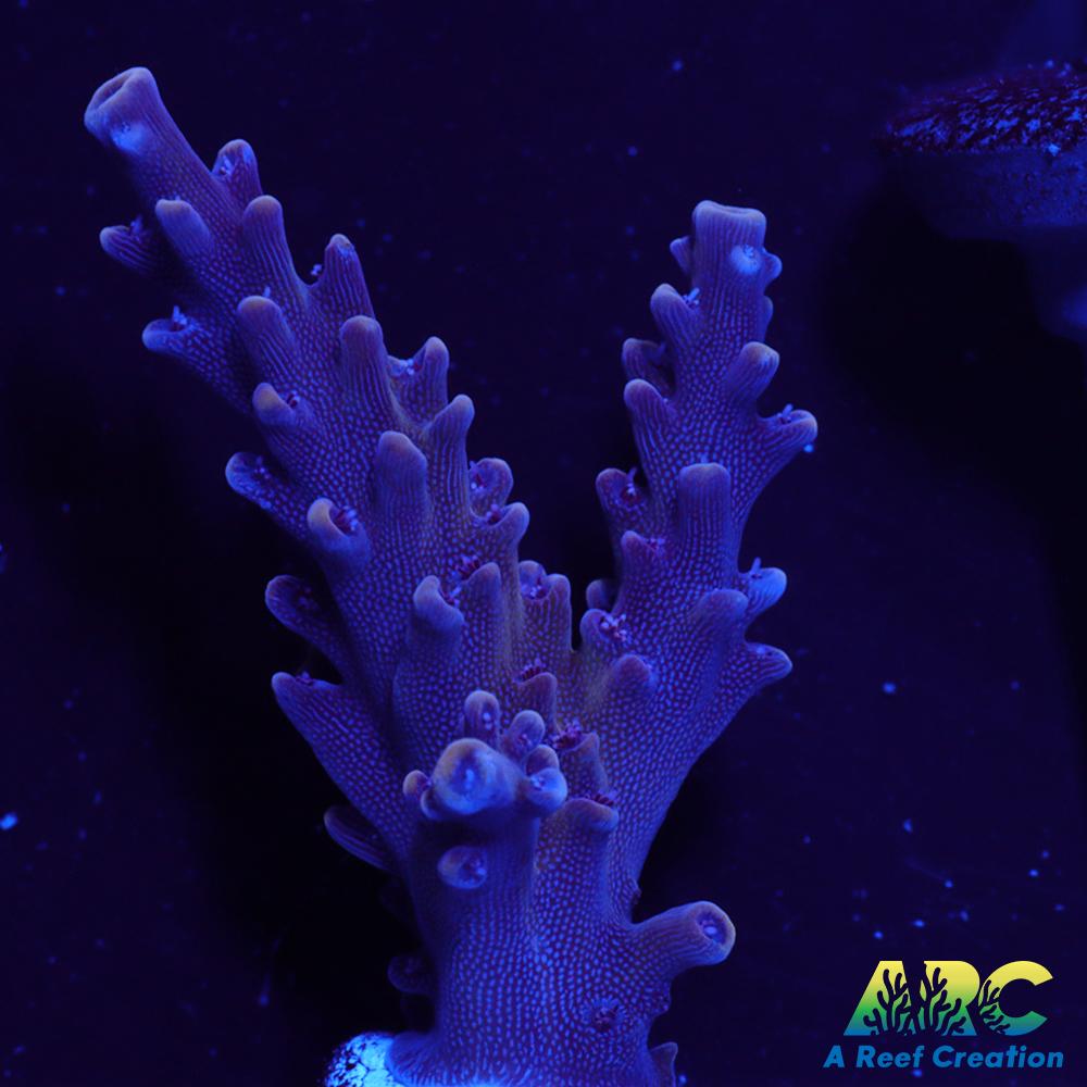 Sanjay's Concord Grape