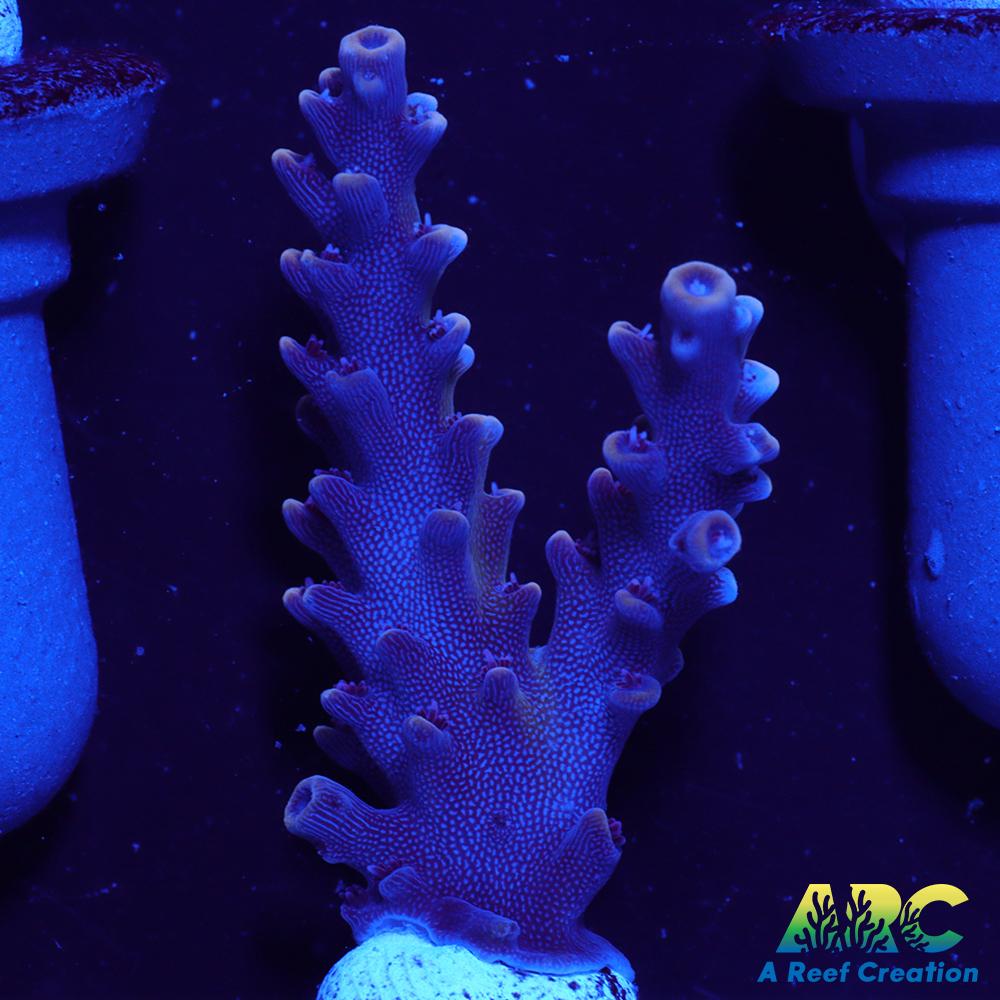 Sanjay's Concord Grape