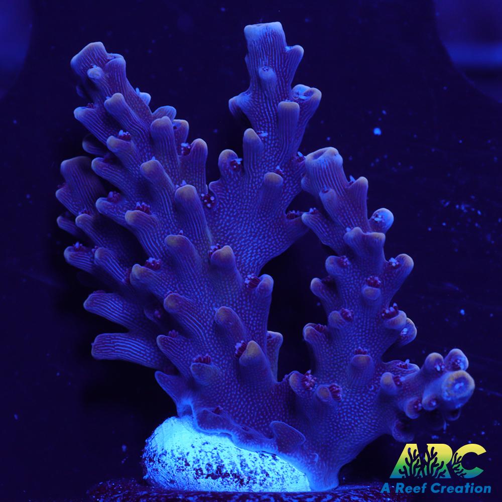 Sanjay's Concord Grape