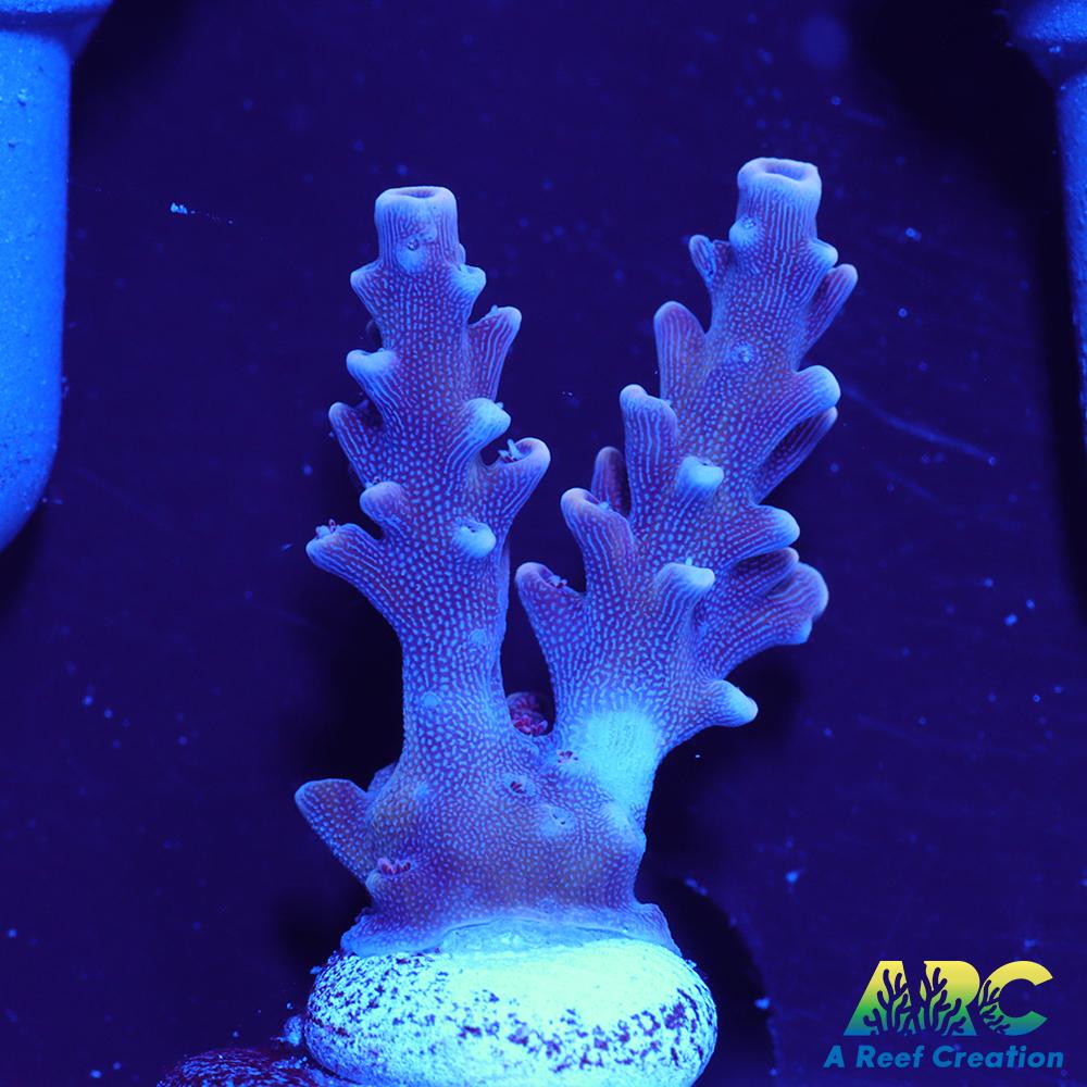 Sanjay's Concord Grape