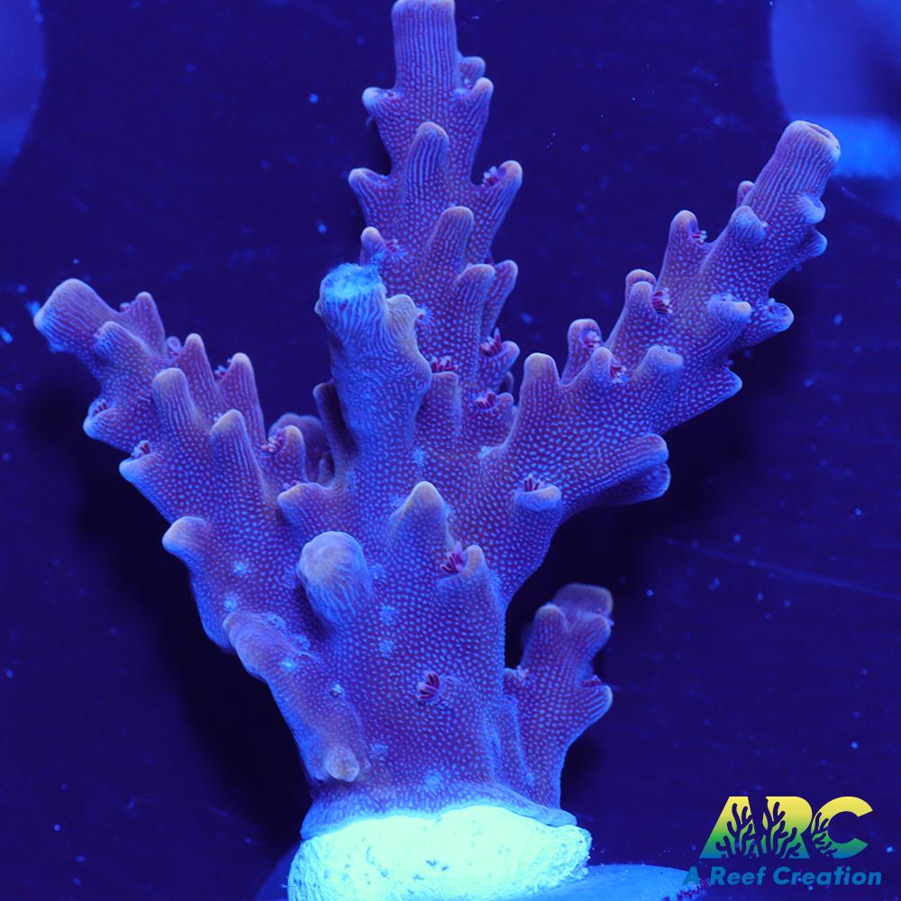 Sanjay's Concord Grape