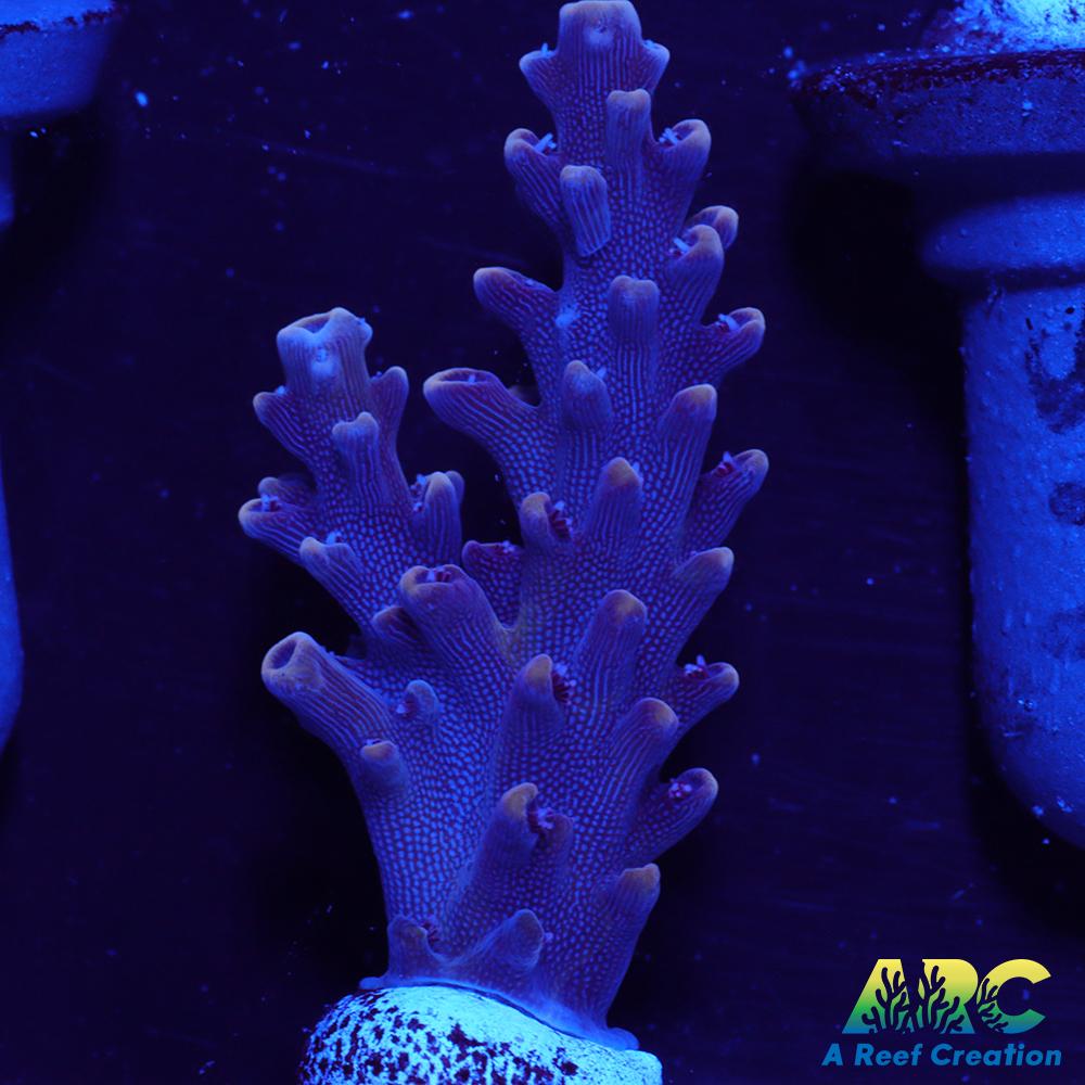 Sanjay's Concord Grape