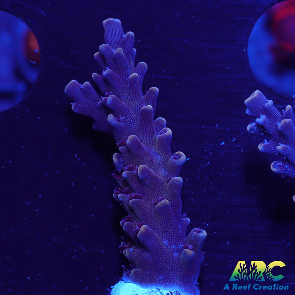 Sanjay's Concord Grape