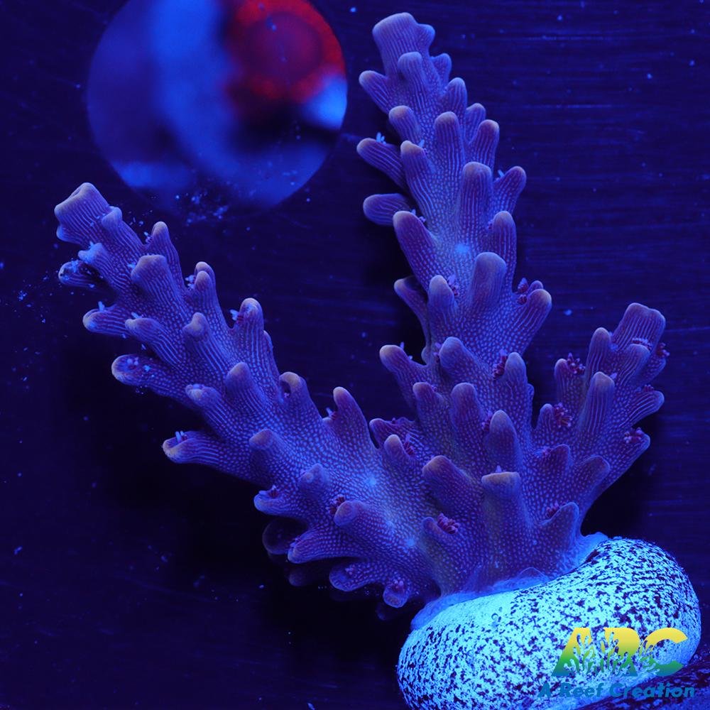 Sanjay's Concord Grape