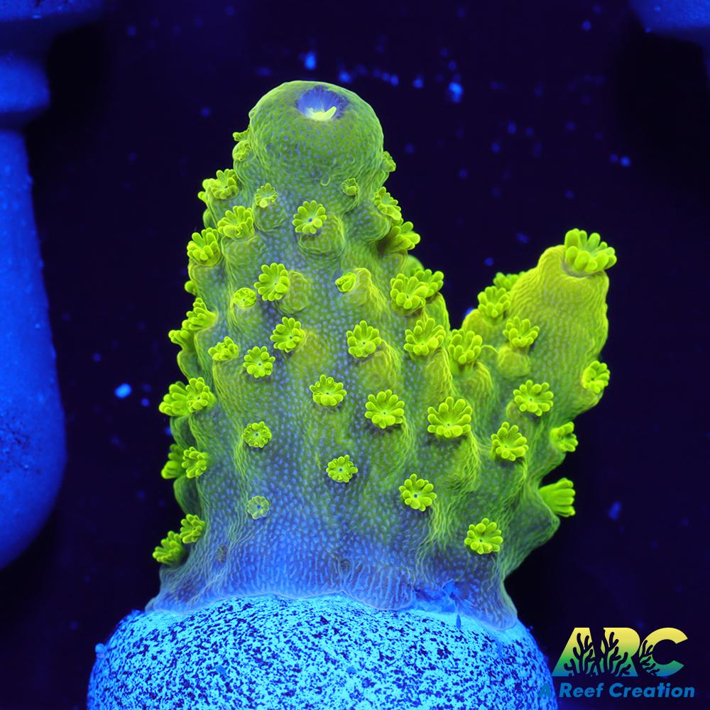 ARC RandyO's Humilis