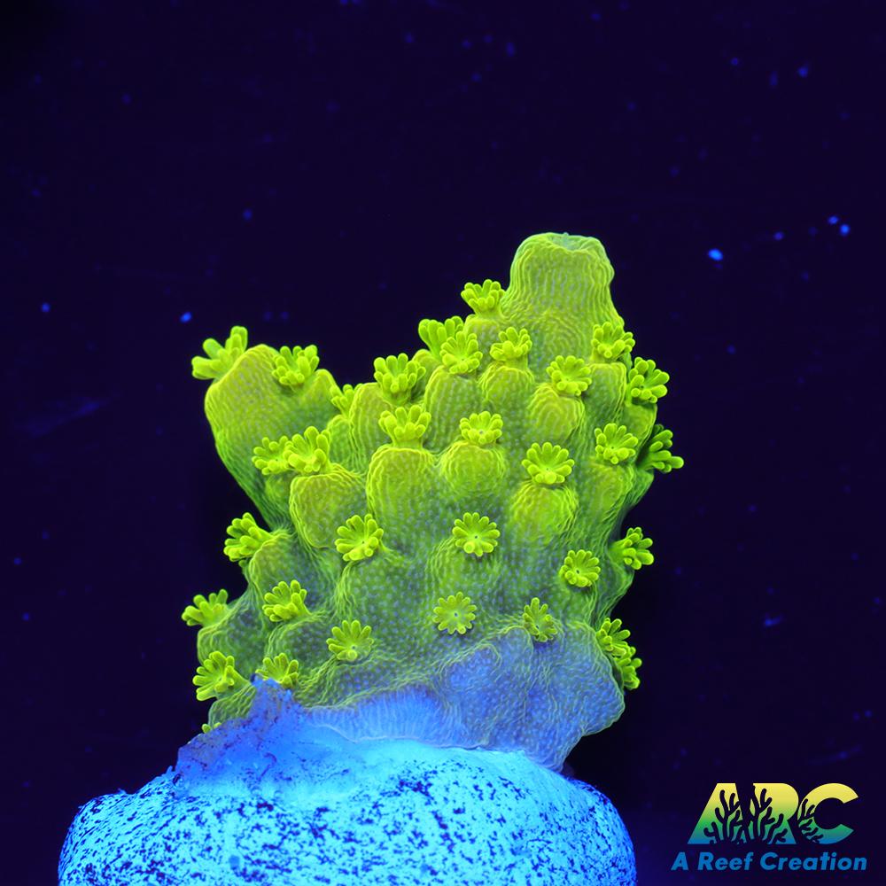 ARC RandyO's Humilis