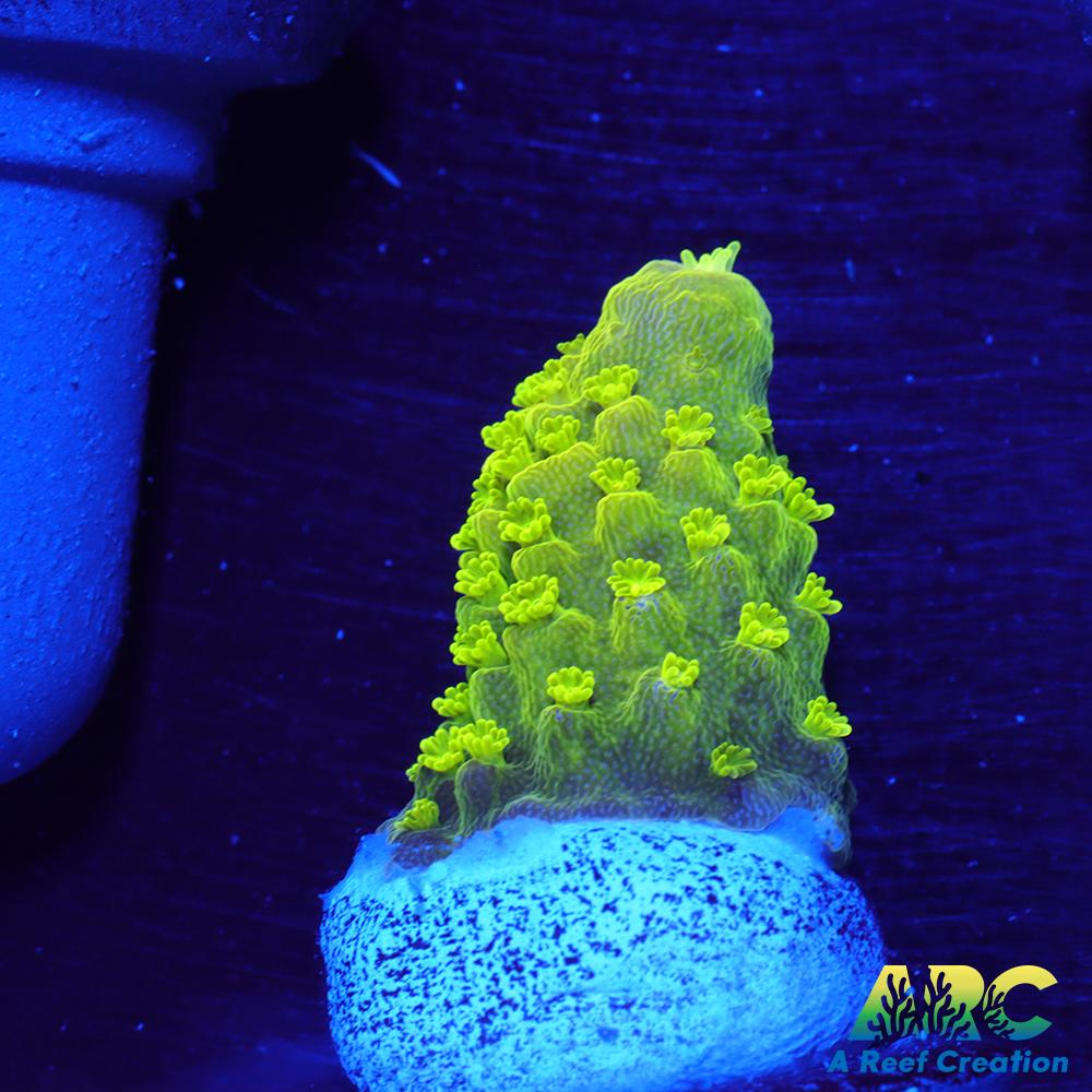 ARC RandyO's Humilis