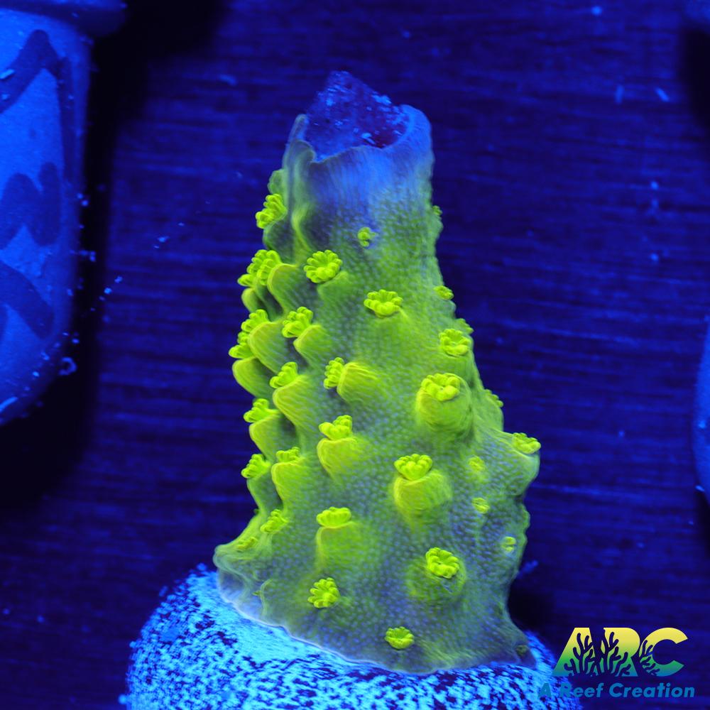 ARC RandyO's Humilis