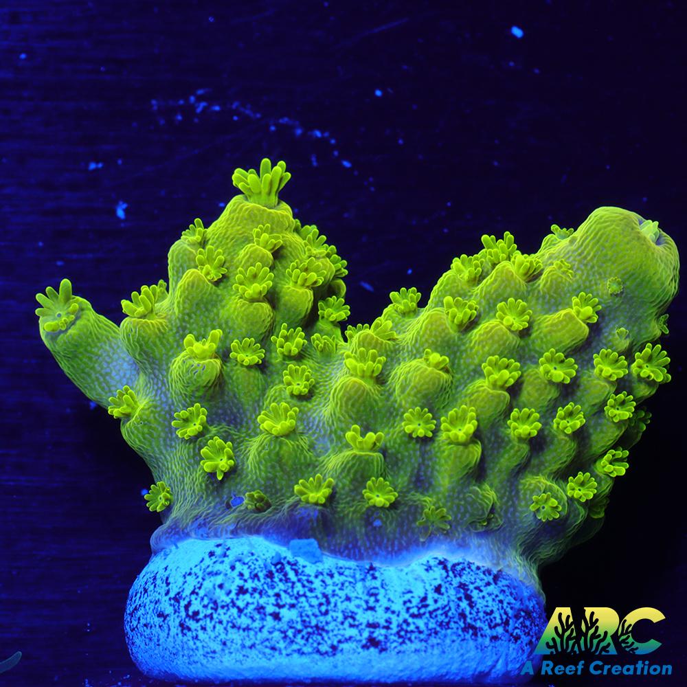 ARC RandyO's Humilis