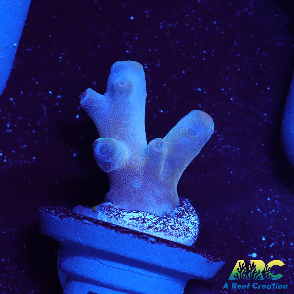 ReefGen Blueberry Fantasy