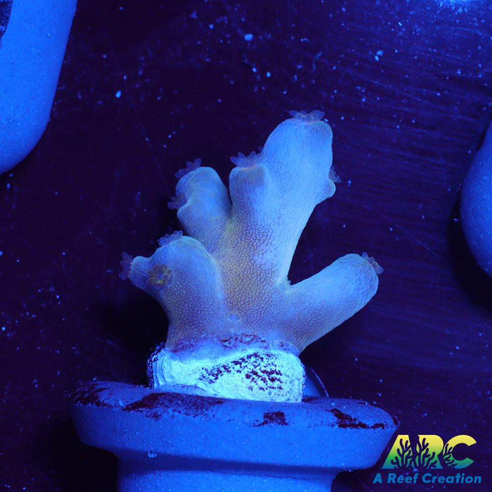 ReefGen Blueberry Fantasy