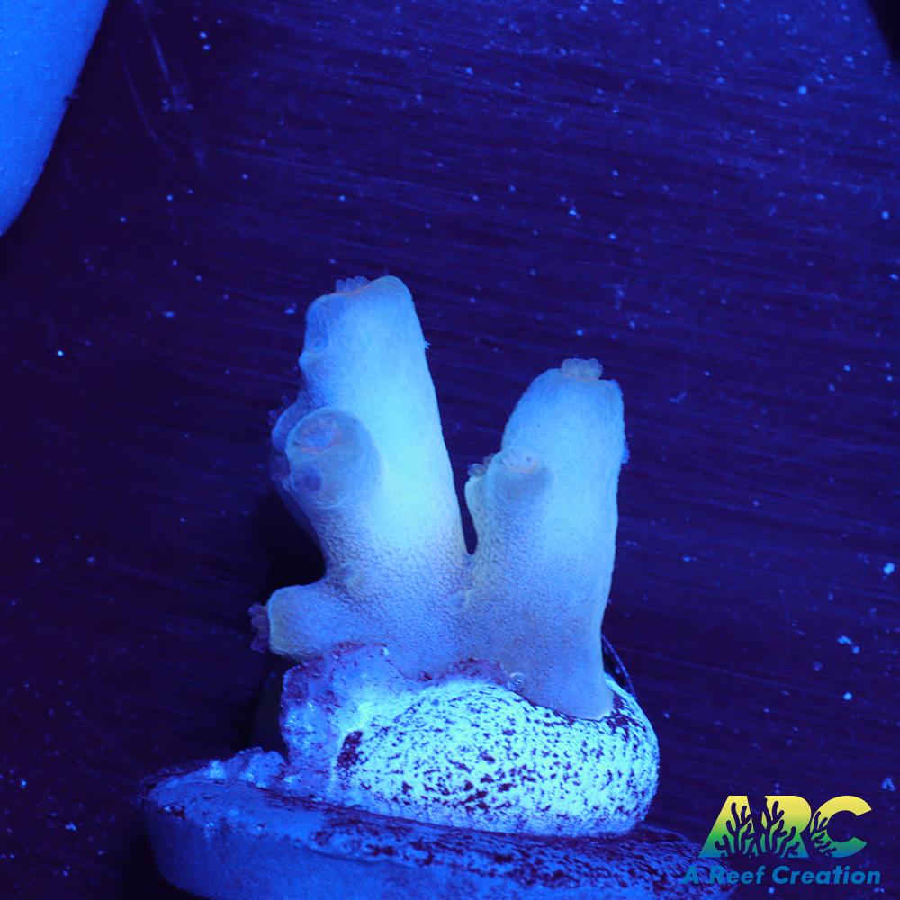 ReefGen Blueberry Fantasy