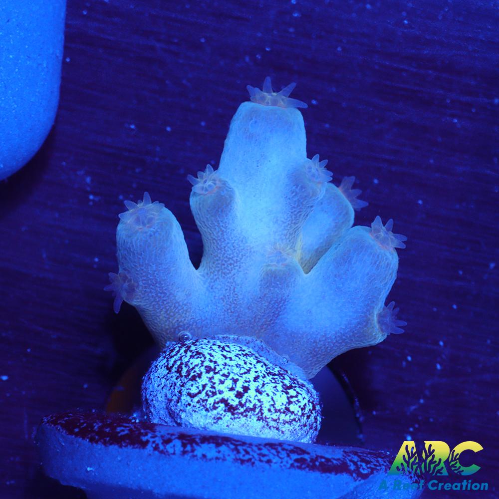 ReefGen Blueberry Fantasy