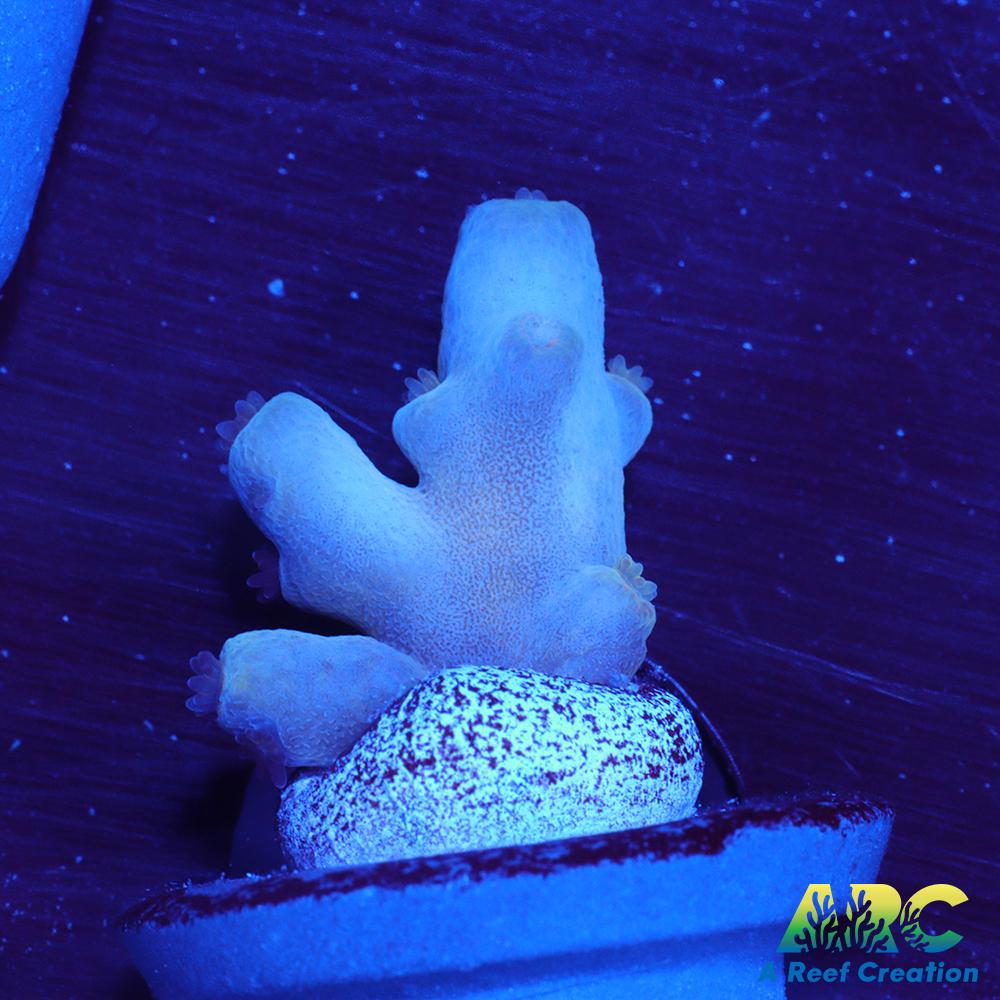 ReefGen Blueberry Fantasy