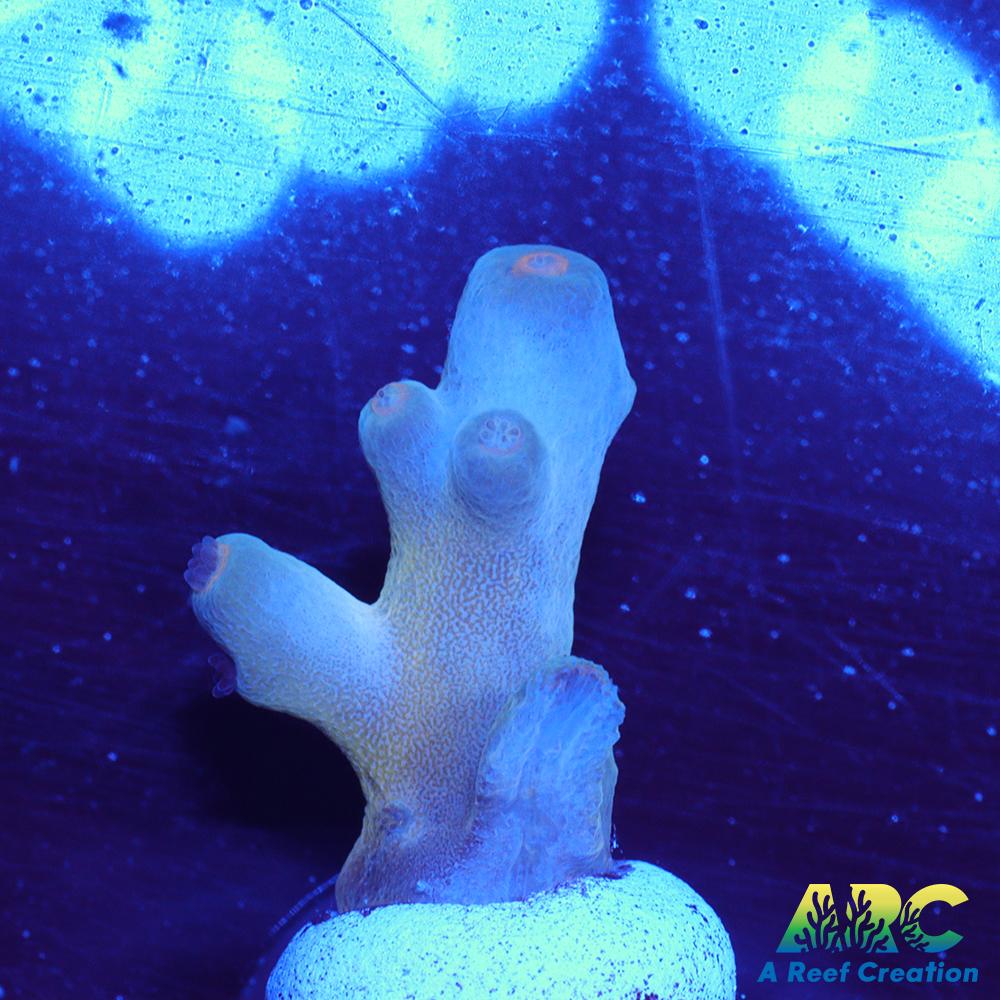 ReefGen Blueberry Fantasy