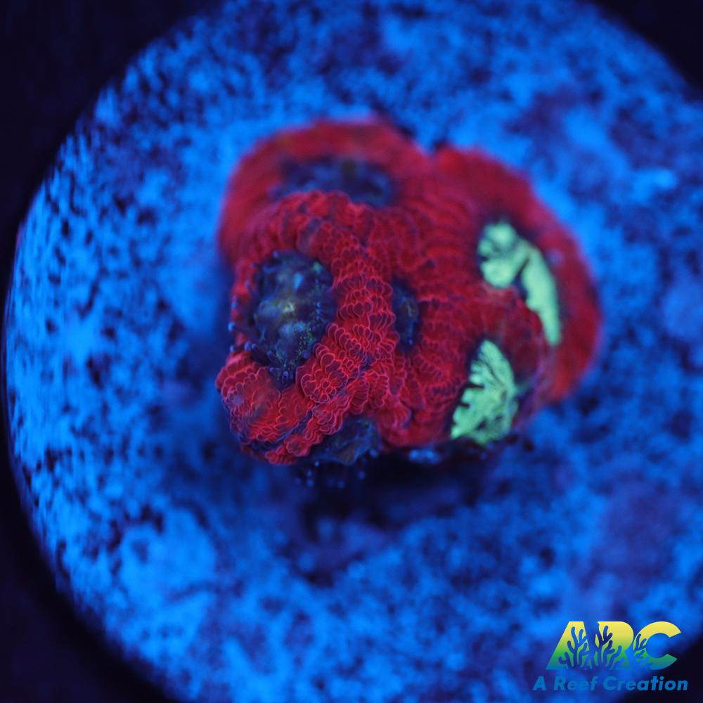 ARC Red Ring Micro