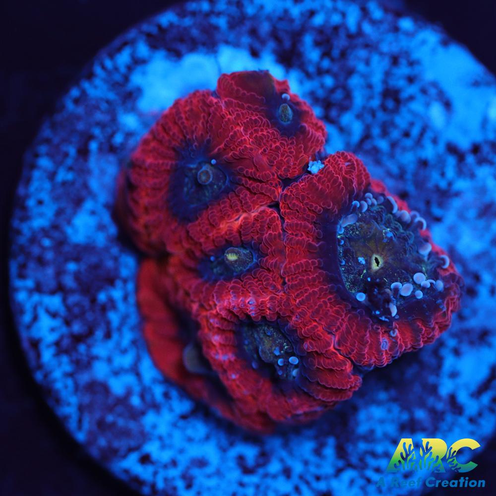 ARC Red Ring Micro