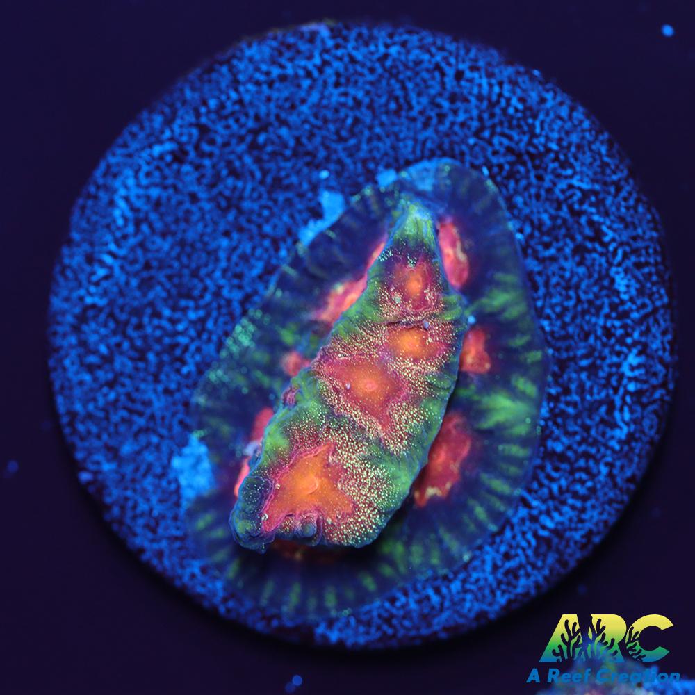 CC Space Cakes Favia