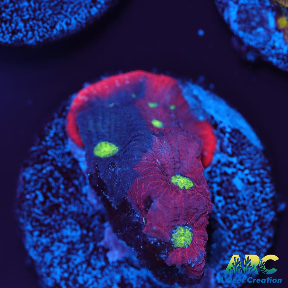 Bicolor War Coral