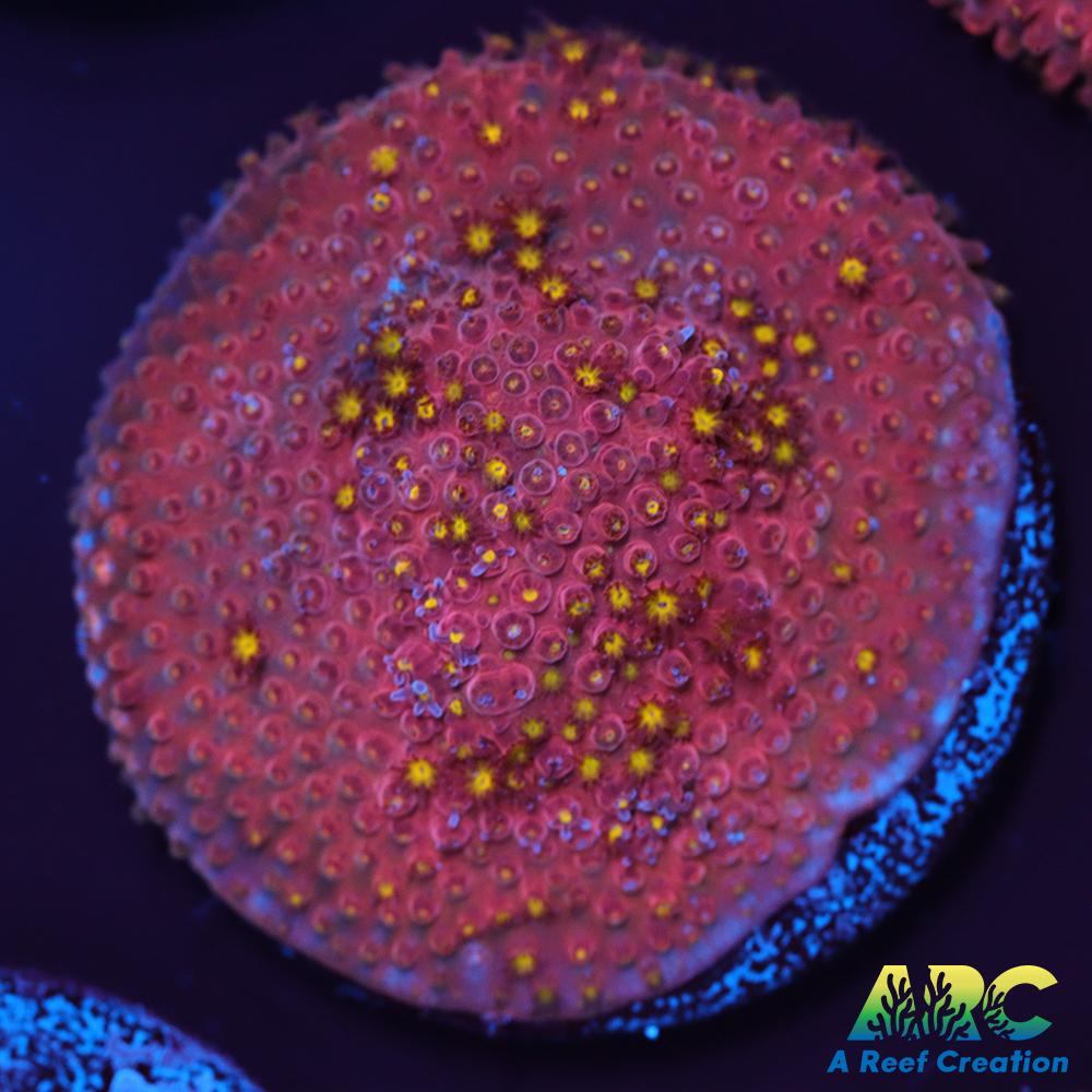 ARC Bling Bling Stylo