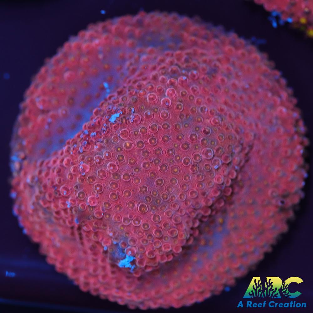 ARC Bling Bling Stylo